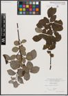 Foto von Salix caprea L.